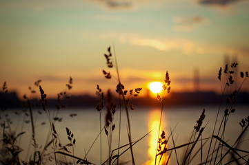 Obraz premium grass during sunset