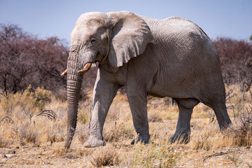 Fototapeta na wymiar African elephant in the Etosha National Park, Namibia