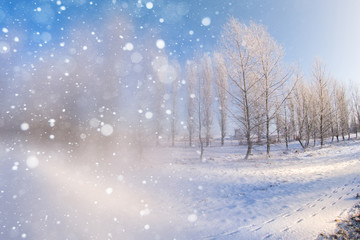 Winter forest in snow blurred background