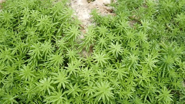 Arid plant in desert environment 