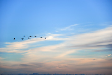 Flying birds silhouettes