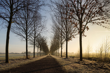  Baumallee mit Paar am Horizont
