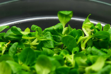 Close up of green Valerianella or Valeriana or rapunzel: a typical Italian salad. Tilt-shift effect...