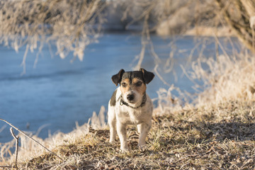 Dog relaxed at the lake - jack russell terrier