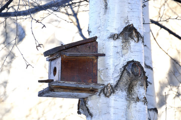 casetta per uccelli su albero