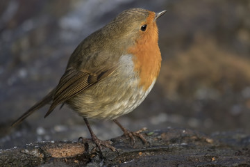 Robin Close Up