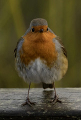 Robin Front View
