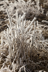 Fototapeta premium Winter - Gras mir Raureif