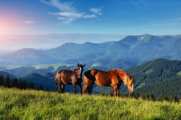 Fototapeta na wymiar Horses, on grass at high-land pasture at Carpathian Mountains in