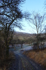 Weg im Wald mit Gefrorenen Bäumen im Winter