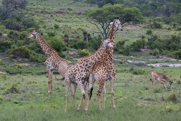 Cape Giraffe (Giraffa camelopardalis) Natal S. Africa