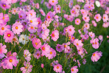 Fototapeta premium cosmos flower blooming in garden.