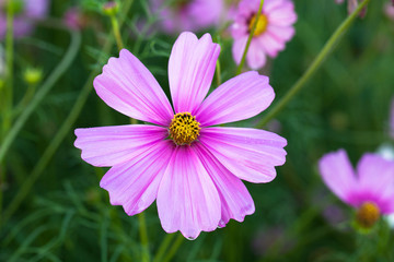 Obraz premium cosmos flower blooming in garden.
