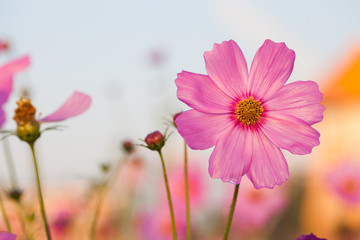 cosmos flower blooming in garden.