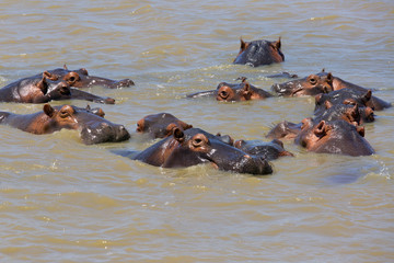 Fototapeta premium Hippopotamus Hippopotamus amphibius St Lucia Wetland Reserve Natal S. Africa
