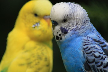 Fototapeta premium Beautiful parakeet in the zoo