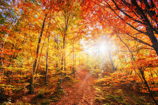 Forest Road in the autumn. Autumn Landscape.