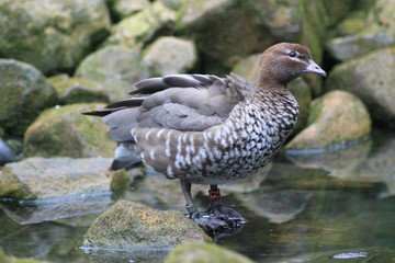 Duck in water