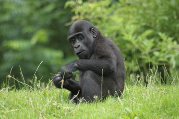 Baby gorilla in the zoo