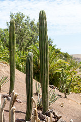 Pachycereus cactus on Fuerteventura, Canary Islands, Spain