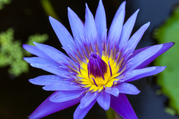 Purple lilies blooming in the garden.