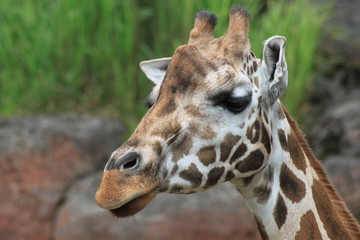 giraffe in the zoo