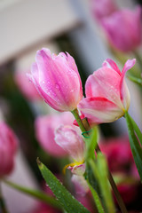 Pink tulips in the garden background.