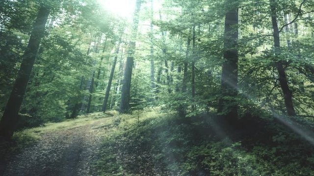 4K footage of rays of sunlight in the Forest with magical atmosphere