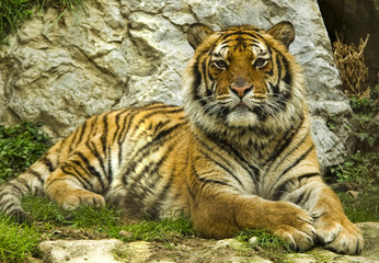 tiger in nature looking at camera