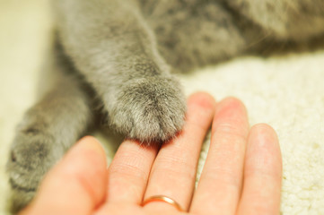cat's paw in a womans palm