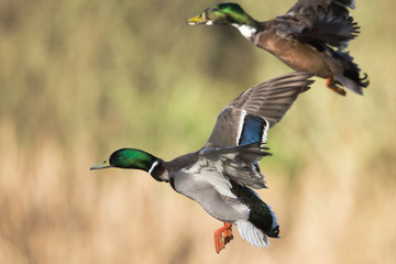 Obraz premium Mallard, Duck, Anas platyrhynchos