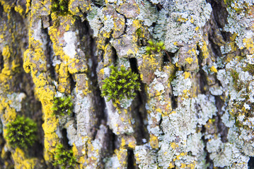 old wood tree bark texture with green moss