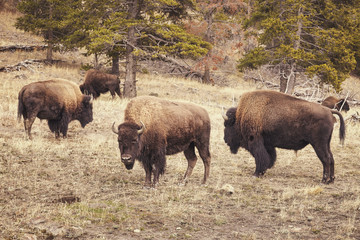 Retro toned American bison (Bison bison) grazing in Yellowstone National Park, Wyoming, USA.