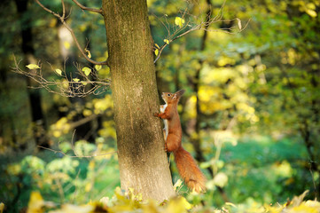 European red squirrel