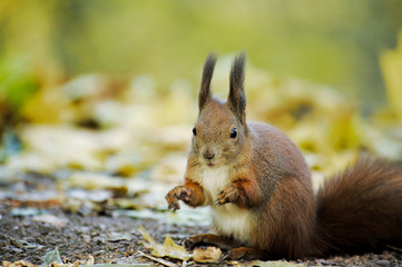 European red squirrel