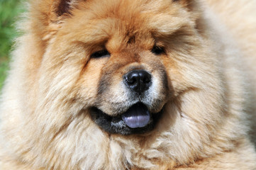 Fototapeta na wymiar portrait of a chow-chow dog