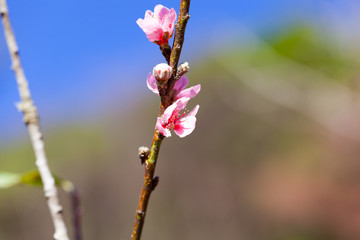 Soft wild Himalayan Cherry flower (Prunus cerasoides),Giant tige