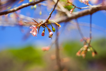 Soft wild Himalayan Cherry flower (Prunus cerasoides),Giant tige