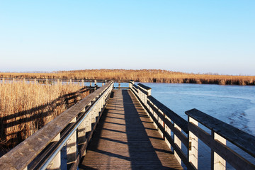Fototapeta premium A tranquil journey on the swamp bridge