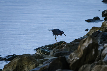 Little Blue Heron with Catch
