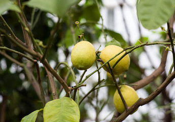 the lemon tree with fruits