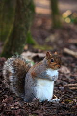 Grey Squirrel 1