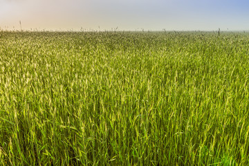 Рассвет в поле пшеницы