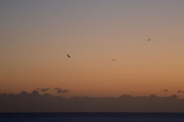 Fototapeta na wymiar Flying at Sunset 2