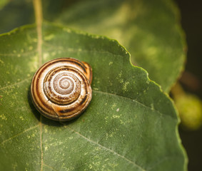 A close up square image of a snail shell on a leaf.