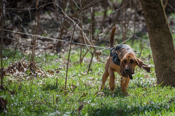 Bloodhound wearning harness tracking - obrazy, fototapety, plakaty