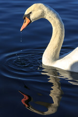 Swan reflection
