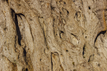  Centenary olive tree, (Apulia) Italy. Trunk detail with the wood grain: natural texture with intertwining of wood knots.