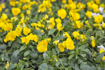 Fototapeta premium Beautiful yellow ornamental plants for parks and gardens.