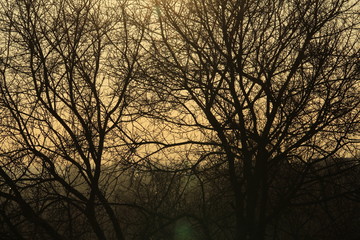 Baum Silhouette im Gegenlicht mit leichter Lichtreflektion